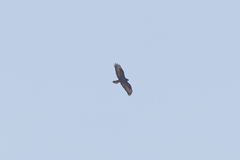 Buteo