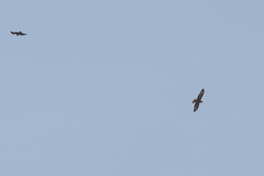 Buteo