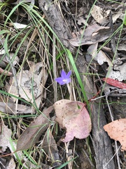 Wahlenbergia stricta