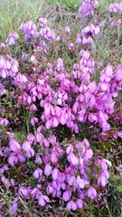Tetratheca pilosa