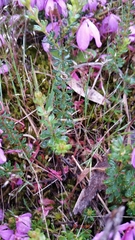 Tetratheca pilosa