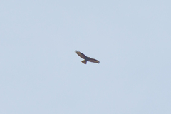 Buteo