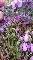 Tetratheca pilosa