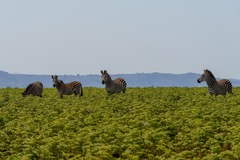 Equus quagga crawshayi