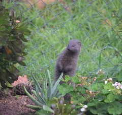 Herpestes pulverulentus