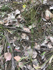 Wahlenbergia stricta