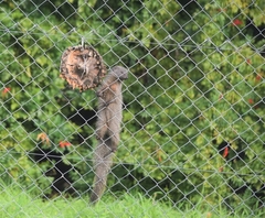 Herpestes pulverulentus