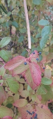 Viburnum recognitum