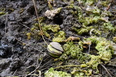Avicennia marina