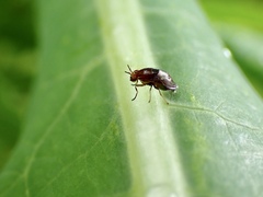 Steganopsis melanogaster