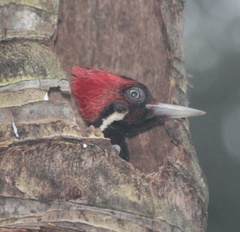 Campephilus guatemalensis