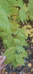 Fraxinus pennsylvanica lanceolata