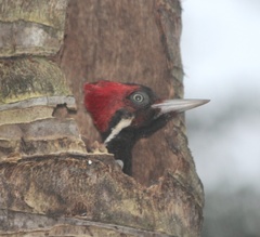 Campephilus guatemalensis