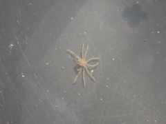 Pyromaia tuberculata