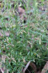 Gonocarpus tetragynus