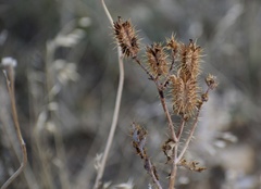Argemone polyanthemos