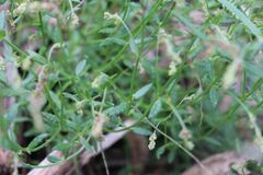 Gonocarpus tetragynus