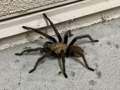 Aphonopelma chalcodes