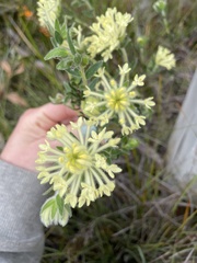 Pimelea octophylla