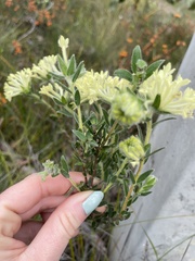 Pimelea octophylla