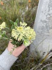Pimelea octophylla