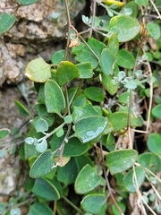 Chenopodium triandrum
