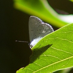 Eirmocides absimilis