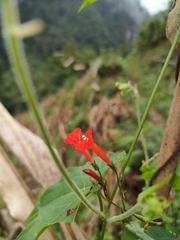 Ipomoea cholulensis