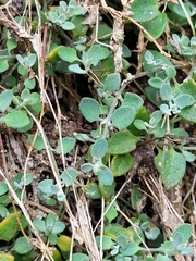 Chenopodium triandrum