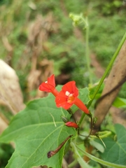 Ipomoea cholulensis