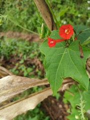 Ipomoea cholulensis