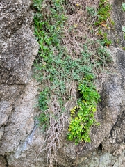 Chenopodium triandrum