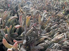Malephora crocea