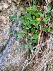 Chenopodium triandrum
