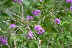Melaleuca thymifolia