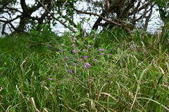 Melaleuca thymifolia