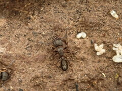 Rhytidoponera tasmaniensis