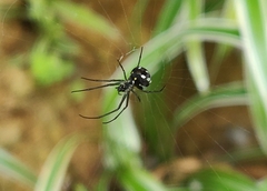 Leucauge argentina