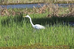 Ardea alba modesta