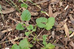 Pelargonium rodneyanum