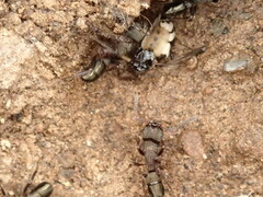 Rhytidoponera tasmaniensis