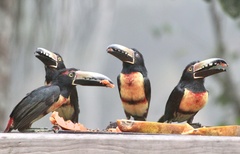 Pteroglossus torquatus