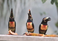 Pteroglossus torquatus