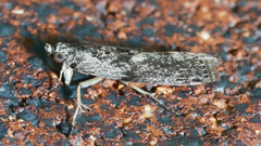 Sciota melanostyla