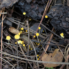 Mycena oregonensis