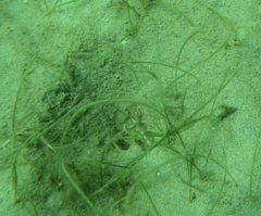 Zostera noltei