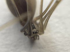 Pholcus opilionoides
