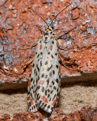 Utetheisa lotrix