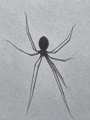 Pholcus opilionoides
