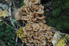 Lentinellus cochleatus